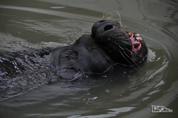 Um leão-marinho nada em seu tanque no Museu Oceanográfico de Rio Grande, no sul do Rio Grande do Sul